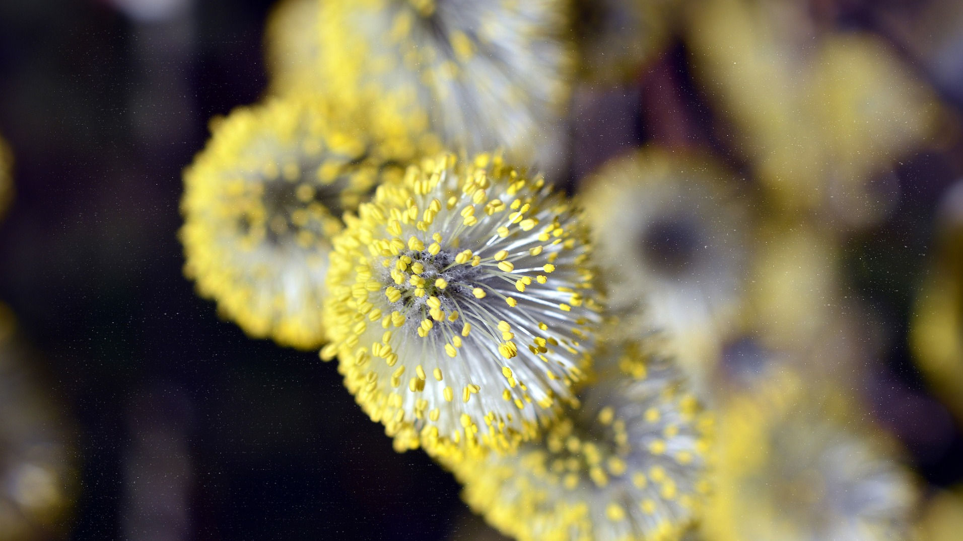 Pollen on Willow Tree