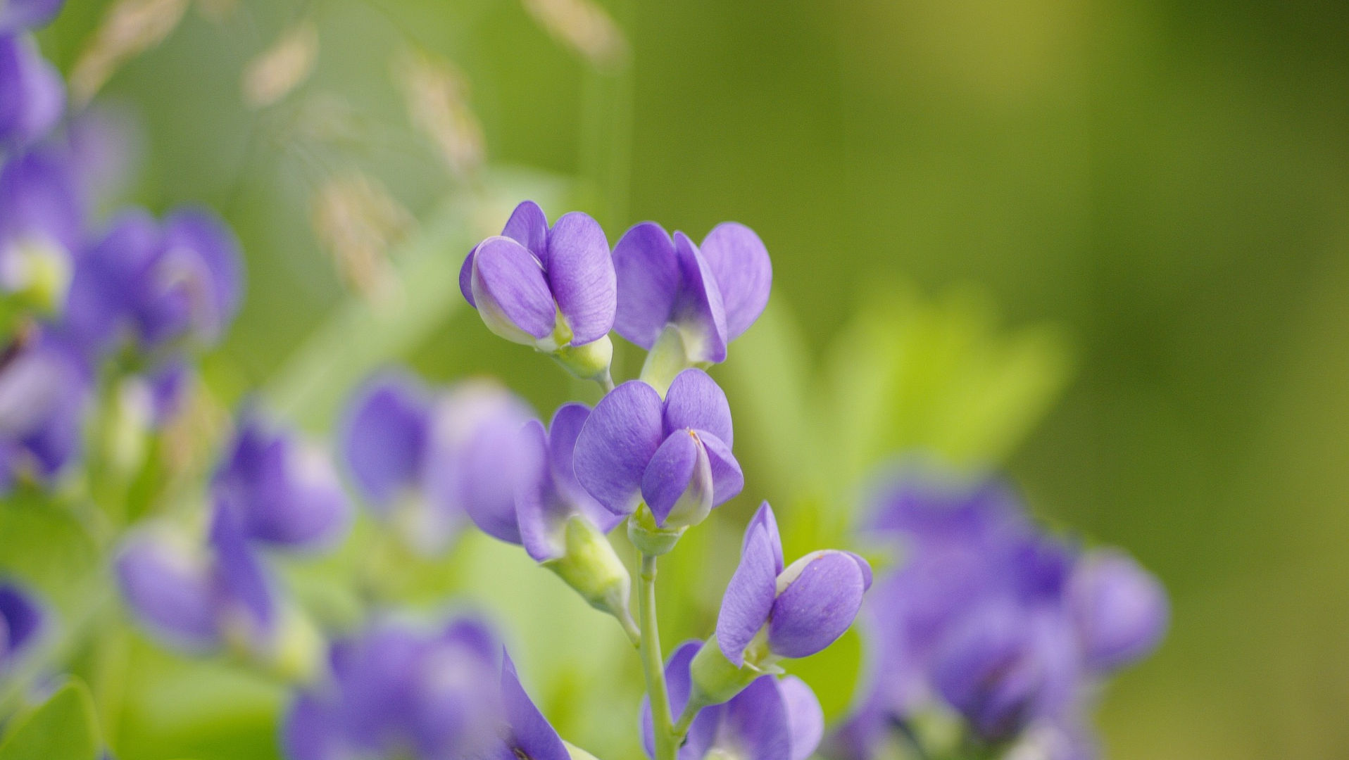Blue False Indigo Flowers
