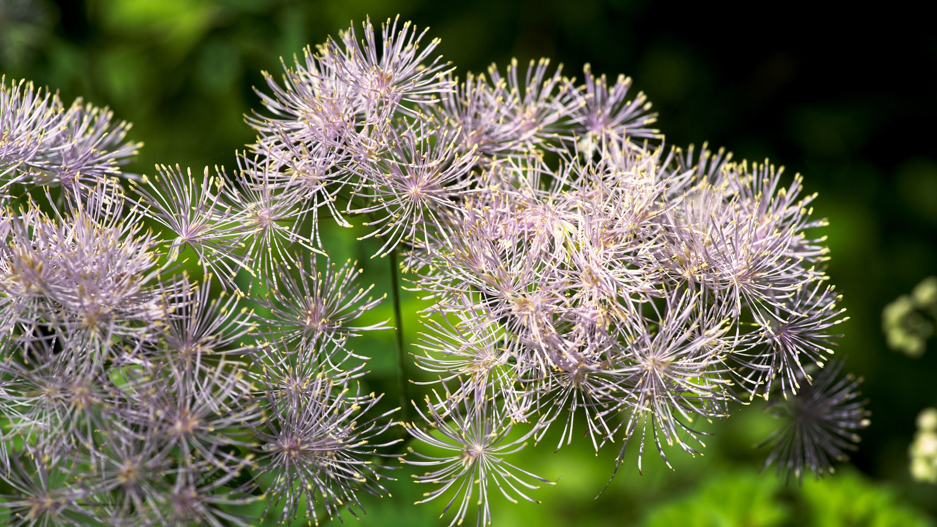 Rue flowers